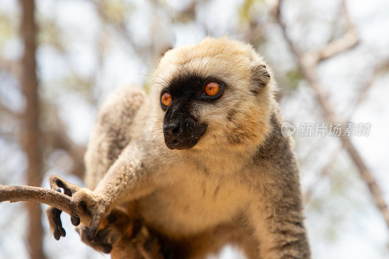 可爱的棕色狐猴(Eulemur fulvus)有橙色的眼睛。